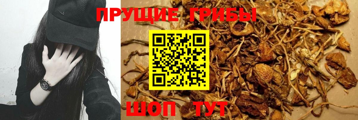 Псилоцибиновые грибы Psilocybe Осинники